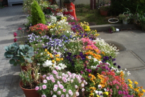 霞台の花（春）の画像4