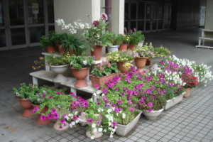 霞台の花（夏）の画像3