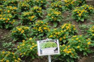 霞台の花（夏）の画像4