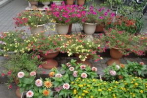 霞台の花（夏）の画像5