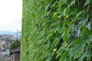 霞台の花（夏）の画像7