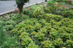 霞台の花（夏）の画像8