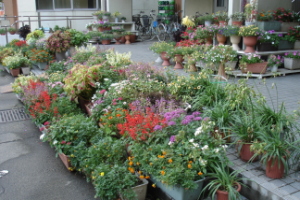 霞台の花（秋）の画像1