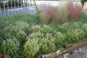 霞台の花（秋）の画像2