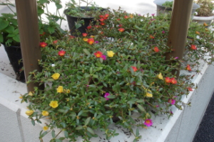 霞台の花（秋）の画像4