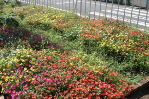霞台の花（秋）の画像5