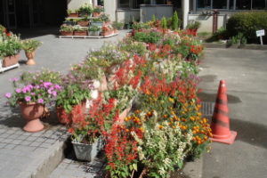 霞台の花（秋）の画像6