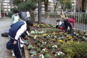 霞台の花（冬）の画像2