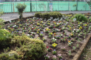 霞台の花（冬）の画像5