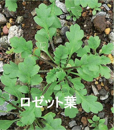 ロゼット葉の画像