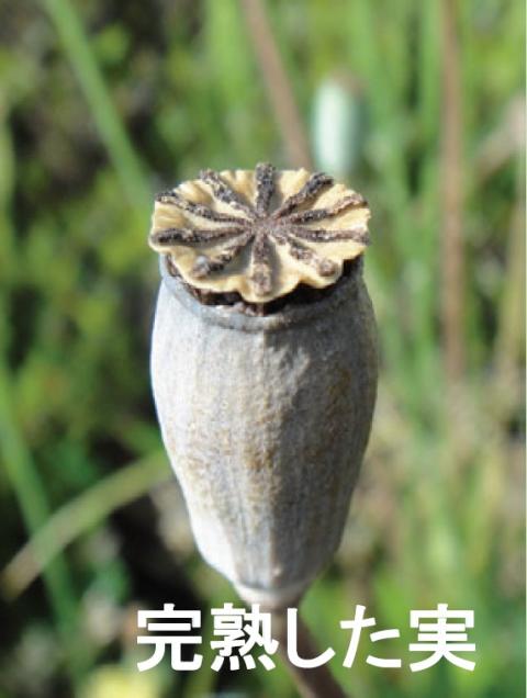 完熟した実の画像