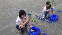 5月10日（金曜日）ミニトマトを育てようの画像2