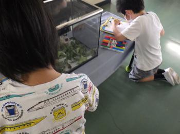 5月31日（金曜日）理科   「昆虫の観察」の画像1
