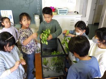 5月31日（金曜日）理科   「昆虫の観察」の画像2