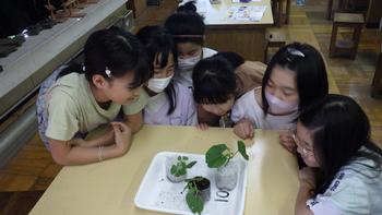 5月15日（水曜日）理科　「植物の発芽と成長」の画像2