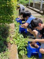 あさがおの種植えの画像4