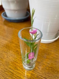 小さなピンクの花の画像
