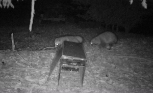 アライグマ写真
