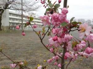 新町中のサクラとハナカイドウ