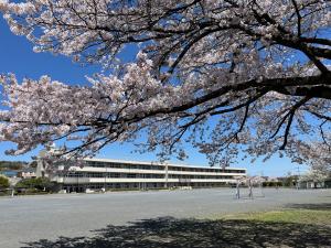 吹上小学校と桜