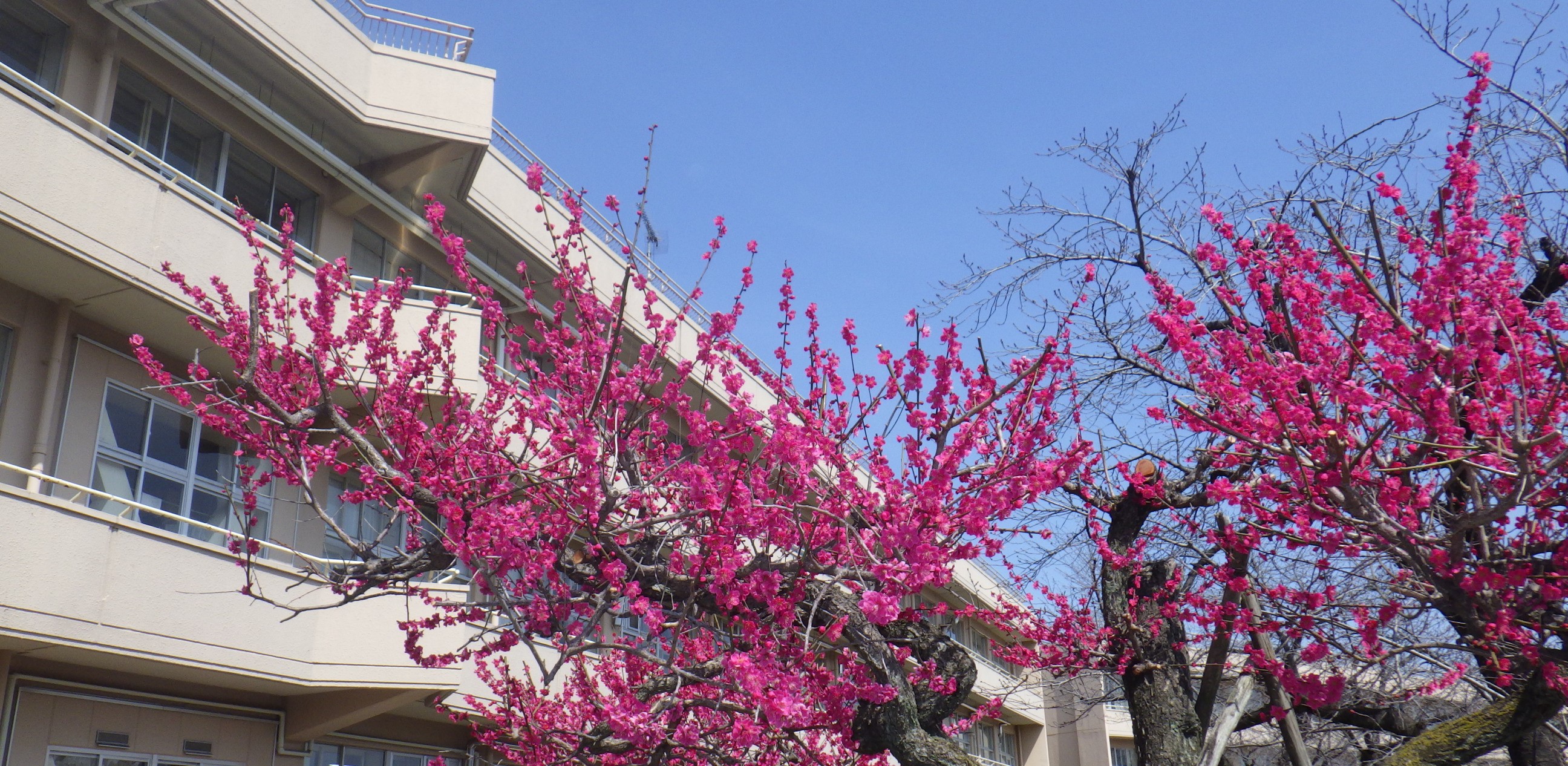 ３月の紅梅と今井小学校の校舎