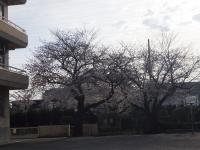 校舎桜図