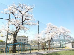 桜の写真