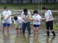 田植え４