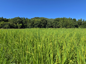 田んぼ