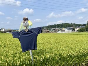カカシロード