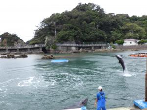 イルカショー