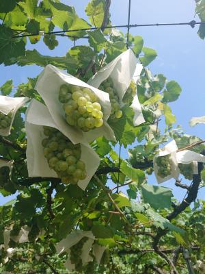 リースリングの写真