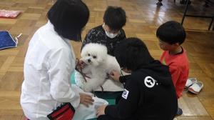 犬との比較