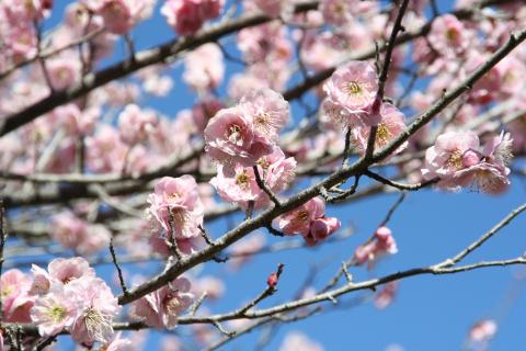 青梅の花