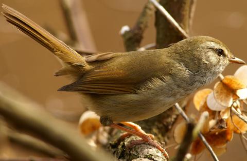 青梅の鳥