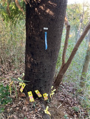 R7クビアカ樹幹注入