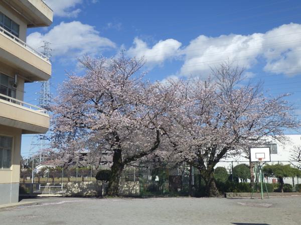 櫻