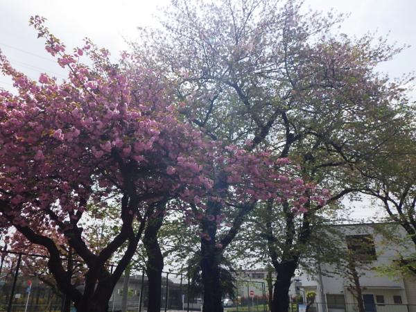 sakura