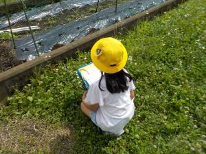 夏探し