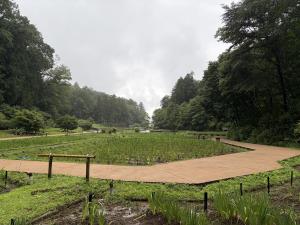 今年度の花しょうぶは、花茎作業は終了いたしました。