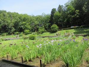 しょうぶ公園の様子です。