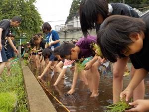 田植えの様子1