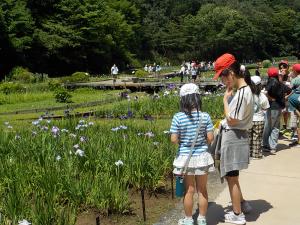 吹上しょうぶ公園での様子2