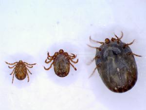フタトゲチマダニの吸血前、吸血中、飽血後の比較
