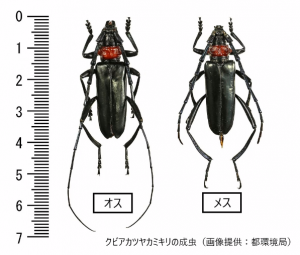 クビアカツヤカミキリ
