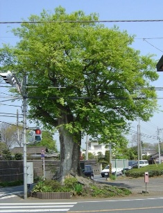 一里塚のエノキの画像