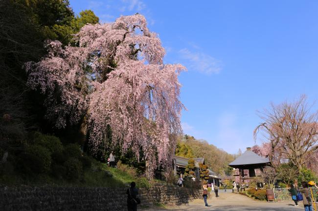 梅岩寺桜