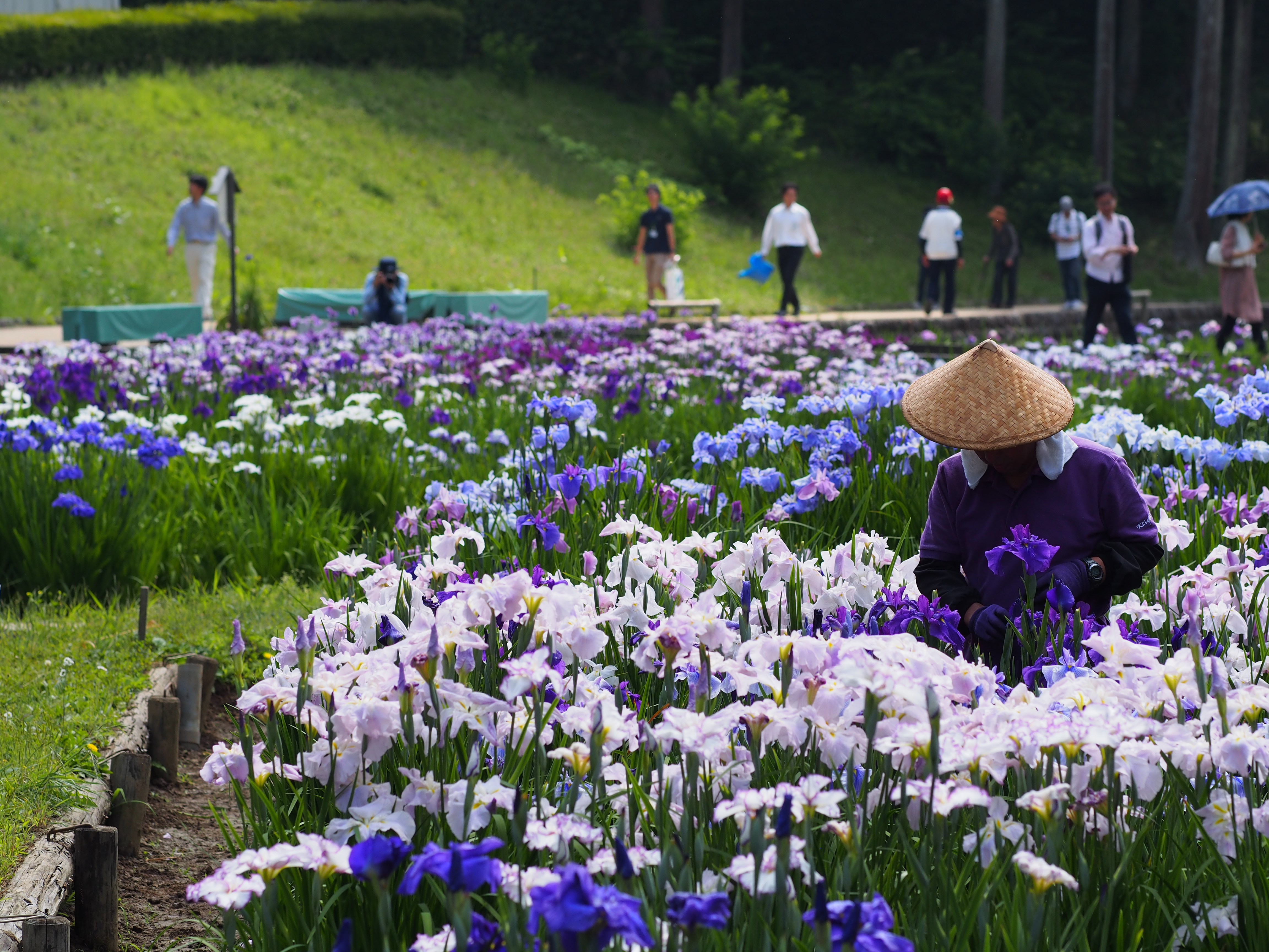 花菖蒲