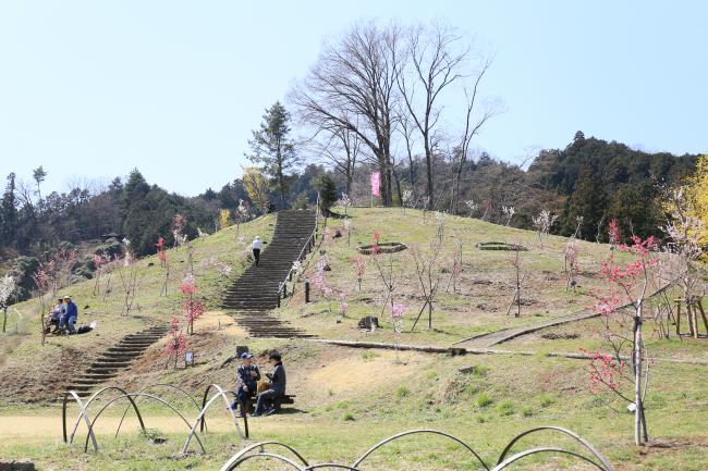 梅の公園