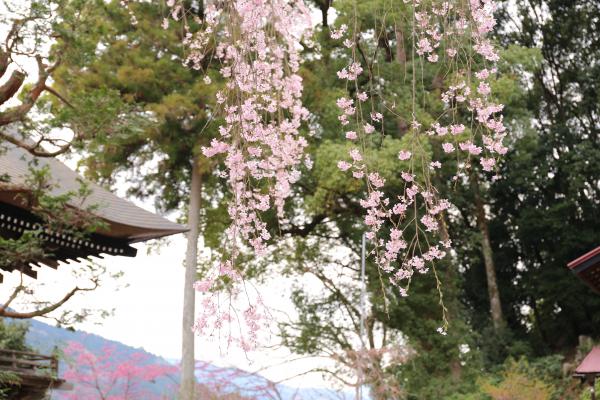 海禅寺の画像2